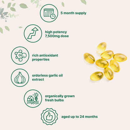 EARLY BLACK FRIDAY - Aged Garlic Softgels